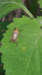 Chrysomelidae