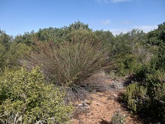 Thamnochortus insignis