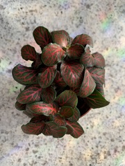 Fittonia
