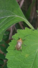 Chrysomelidae