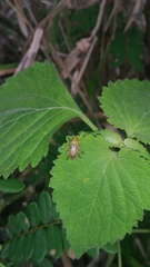 Chrysomelidae
