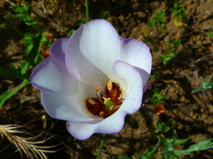 Calochortus catalinae