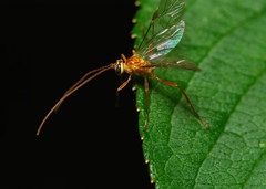 Ophion luteus