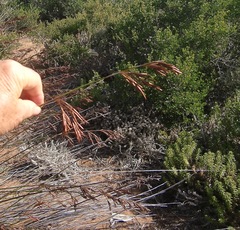 Thamnochortus insignis