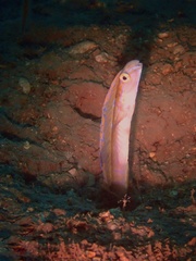 Xiphasia setifer