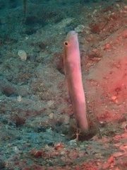Xiphasia setifer