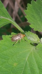 Chrysomelidae