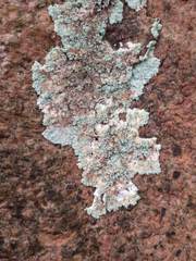 Lepraria vouauxii