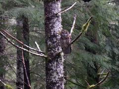 Strix occidentalis caurina