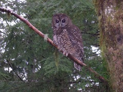 Strix occidentalis caurina