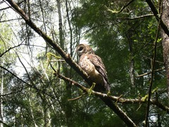 Strix occidentalis caurina