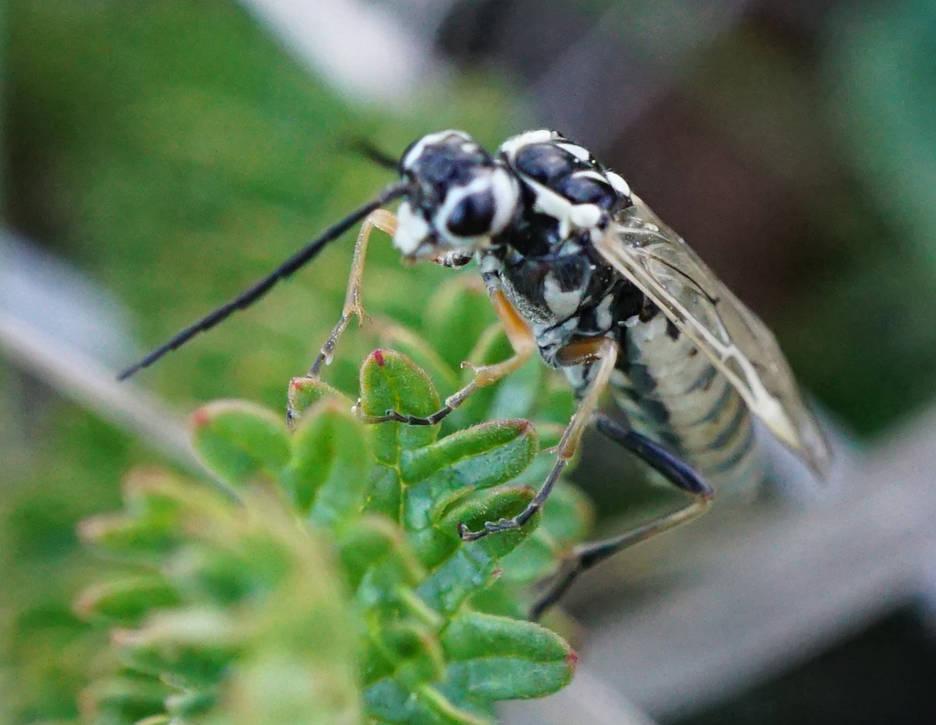 Tenthredopsis nivosa