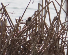 Cistothorus palustris