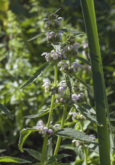 Eriophyton oblongatum