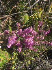 Erica nudiflora