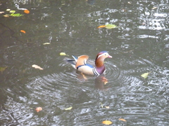 Aix galericulata
