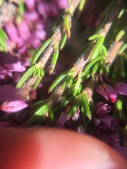 Erica nudiflora