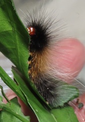 Eyralpenus diplostictus