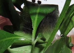 Eyralpenus diplostictus