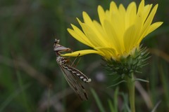 Paramantispa prolixa