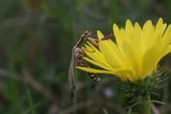 Paramantispa prolixa