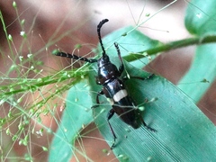 Lissonotus flavocinctus