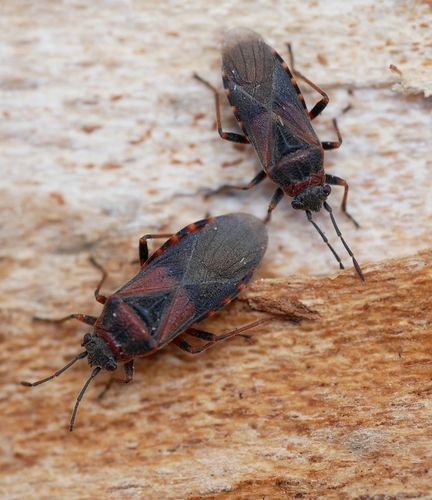 Elm Seed Bug photo 6