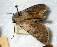 Agrotis simplonia