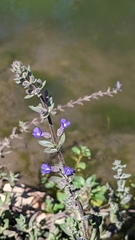 Stemodia durantifolia