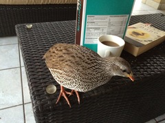 Pternistis natalensis