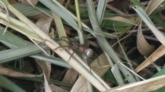 Lycosidae