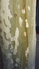 Platanus × hispanica