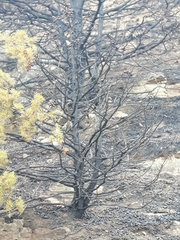 Juniperus oxycedrus oxycedrus