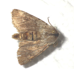 Agrotis simplonia