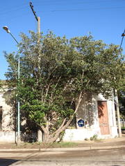 Broussonetia papyrifera