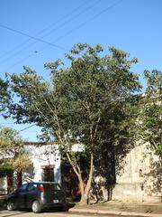 Broussonetia papyrifera