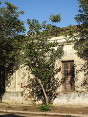 Broussonetia papyrifera