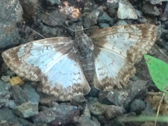 Antigonus emorsa