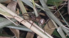 Lycosidae