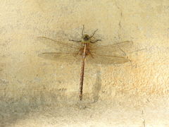 Rhionaeschna bonariensis
