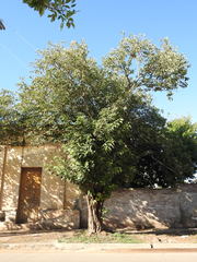 Broussonetia papyrifera