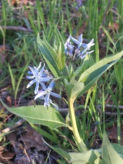 Amsonia repens