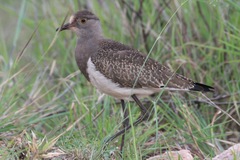 Vanellus lugubris