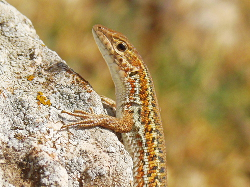 Snake-eyed Lizard