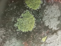 Rhizocarpon geographicum