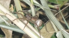 Lycosidae