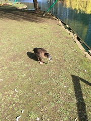 Anser anser × Branta canadensis