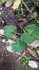 Hydrocotyle javanica