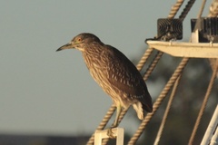 Nycticorax nycticorax