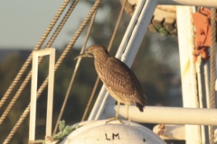Nycticorax nycticorax